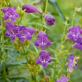 Pikes Peak Purple Penstemon